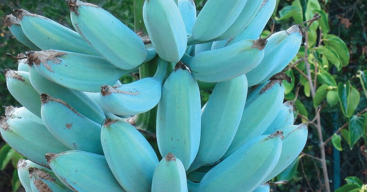 These Rare Blue Bananas Taste Like Vanilla Ice Cream